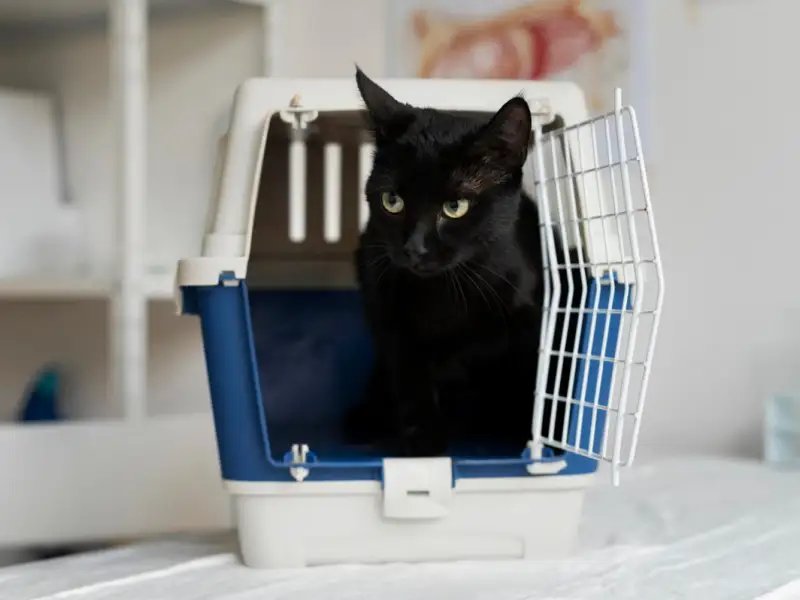 Ghid pentru alegerea litierei perfecte – Tipuri, așternuturi și poziționare