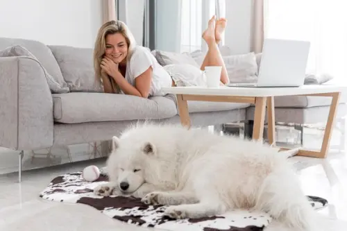 Top 6 trucuri de dresaj pentru câinele neastâmpărat crescut în apartament