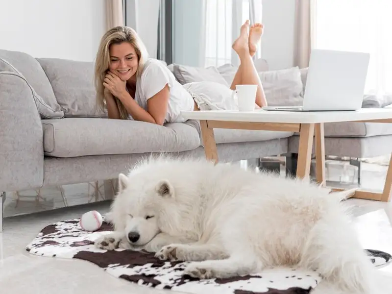 Top 6 trucuri de dresaj pentru câinele neastâmpărat crescut în apartament