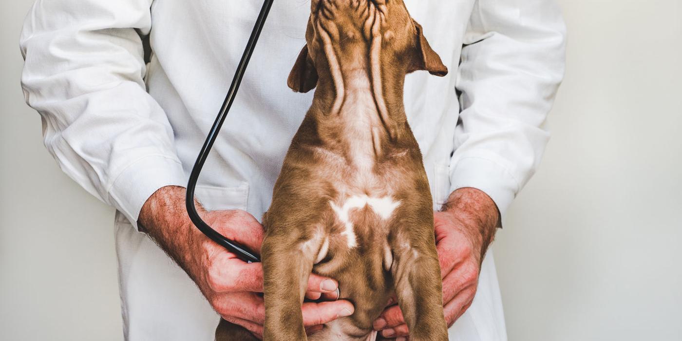 Ce servicii îți oferă cel mai apreciat cabinet veterinar Suceava ia chiar acum legătura cu un veterinar expert