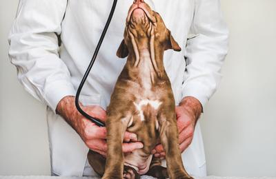 Ce servicii îți oferă cel mai apreciat cabinet veterinar Suceava ia chiar acum legătura cu un veterinar expert