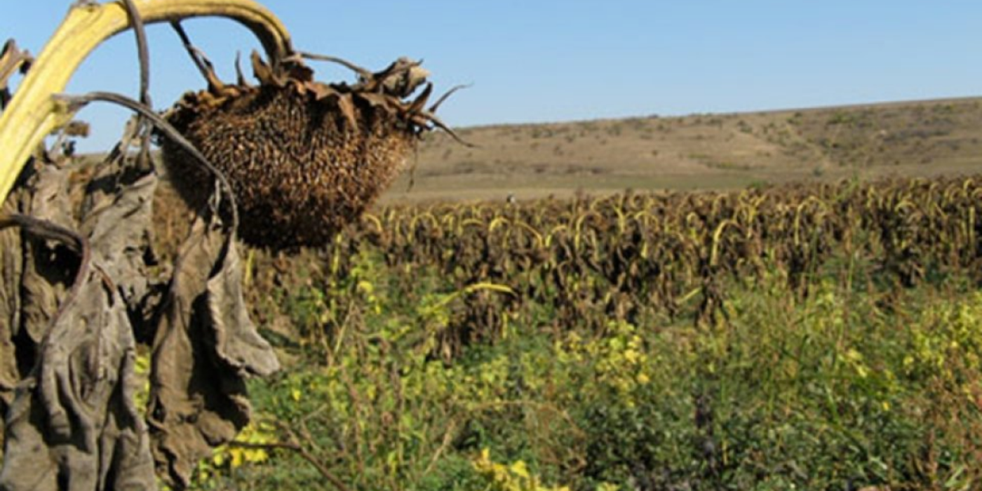 Dobrogea, în prima linie a luptei cu seceta. Ce avertizează specialiștii ANM și cum trebuie să se adapteze fermierii dobrogen
