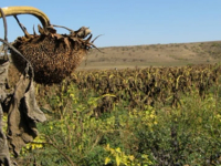 Dobrogea, în prima linie a luptei cu seceta. Ce avertizează specialiștii ANM și cum trebuie să se adapteze fermierii dobrogen