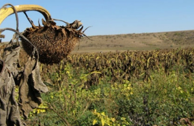 Dobrogea, în prima linie a luptei cu seceta. Ce avertizează specialiștii ANM și cum trebuie să se adapteze fermierii dobrogen
