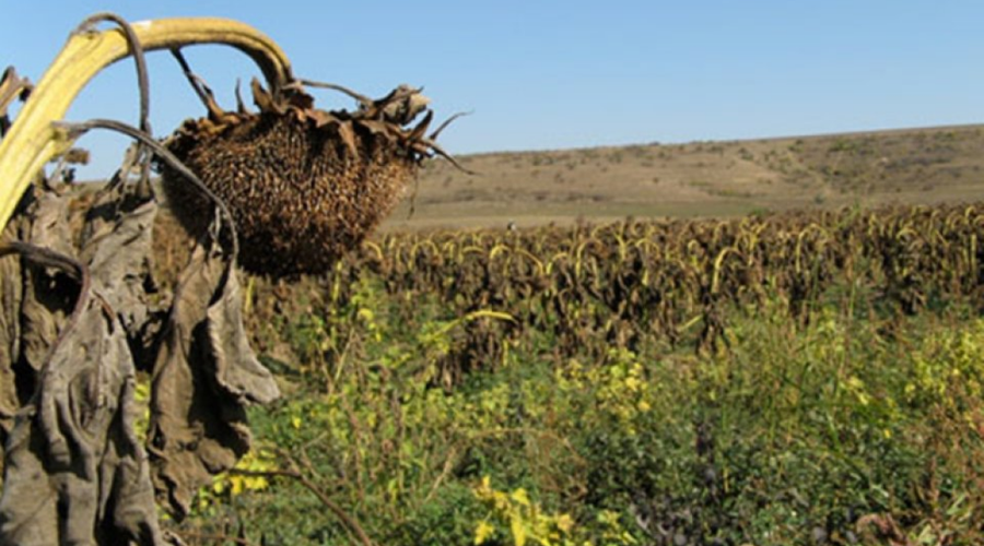 Dobrogea, în prima linie a luptei cu seceta. Ce avertizează specialiștii ANM și cum trebuie să se adapteze fermierii dobrogen