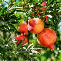 TUTORIAL: Cum se planteaza un rodiu, pomul care face rodii (VIDEO)