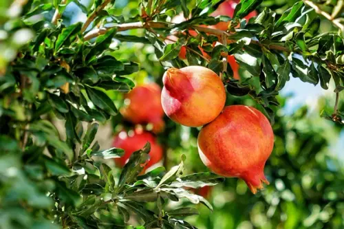 TUTORIAL: Cum se planteaza un rodiu, pomul care face rodii (VIDEO)