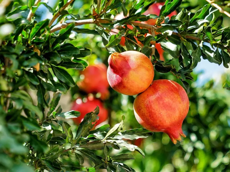 TUTORIAL: Cum se planteaza un rodiu, pomul care face rodii (VIDEO)