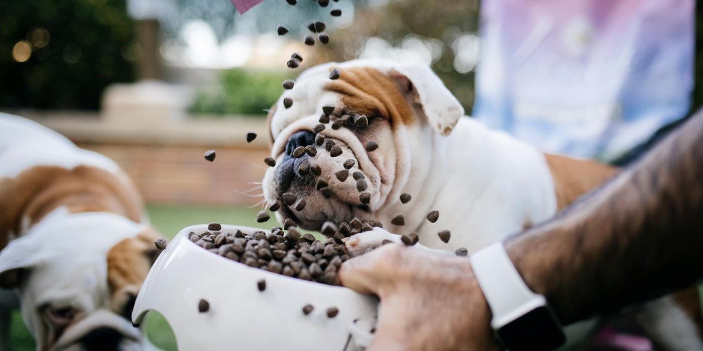 Sfaturi importante pentru îngrijirea optimă a cățelușului tău