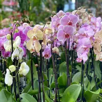 Si iarna poate fi colorata Cum integram plantele in amenajarea apartamentului