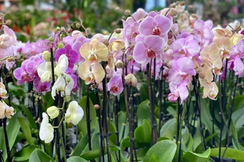 Si iarna poate fi colorata Cum integram plantele in amenajarea apartamentului