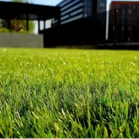 Ghidul complet pentru îngrijirea gazonului vara