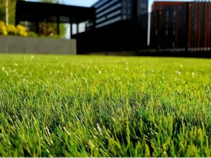 Ghidul complet pentru îngrijirea gazonului vara