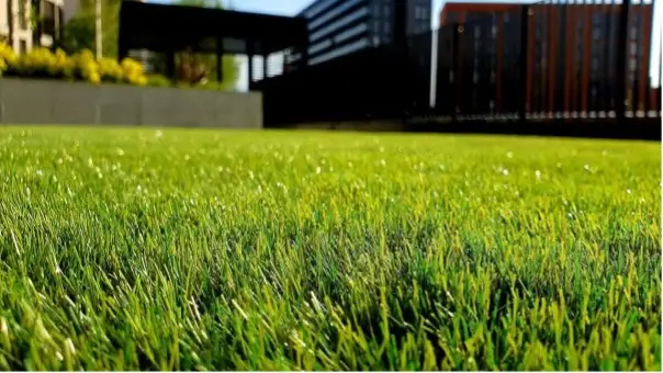 The Complete Guide to Summer Lawn Care