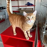 Adopții pisici în Bucuresti