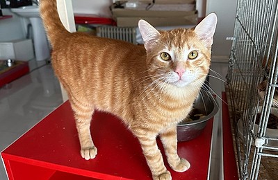 Adopții pisici în Bucuresti