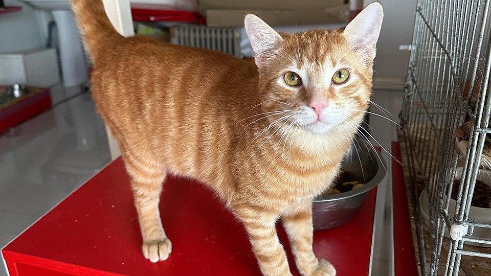 Adopții pisici în Bucuresti