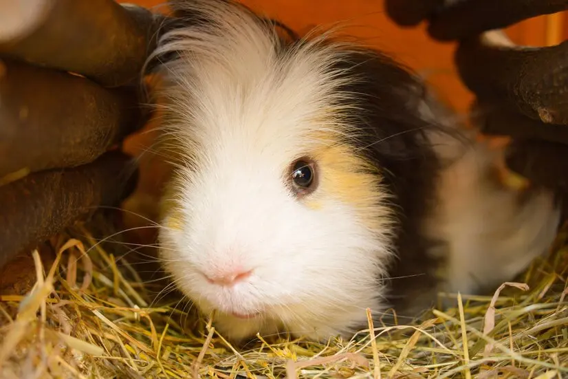 Porcușorul de Guineea: un animal de companie ideal