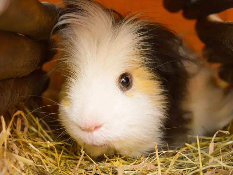 Porcușorul de Guineea: un animal de companie ideal