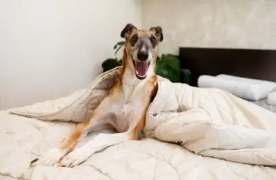 Designing Your Bedroom When You Have a Dog