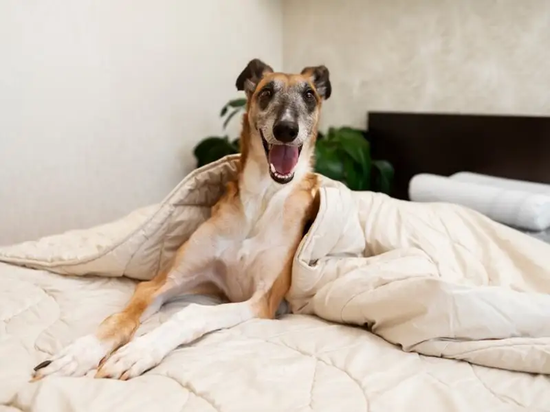 Cum amenajezi dormitorul când ai un câine