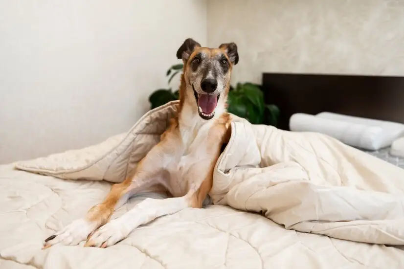 Designing Your Bedroom When You Have a Dog