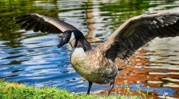 O gâscă specia canadiană a apărut pe Lacul Chios din Parcul Central, din Cluj-Napoca