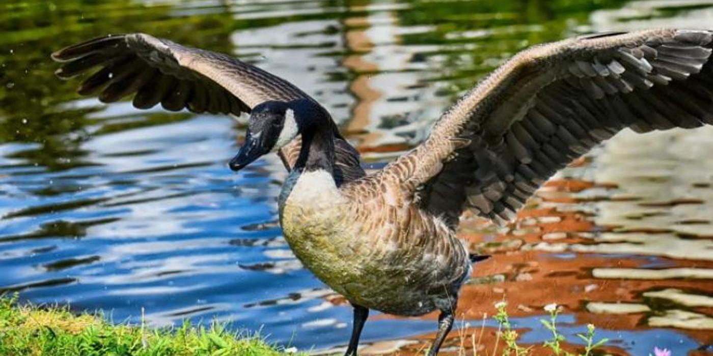 O gâscă specia canadiană a apărut pe Lacul Chios din Parcul Central, din Cluj-Napoca