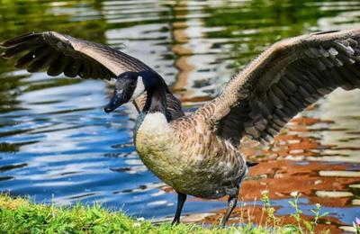 O gâscă specia canadiană a apărut pe Lacul Chios din Parcul Central, din Cluj-Napoca