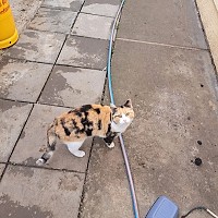 Adopții pisici în Bucuresti