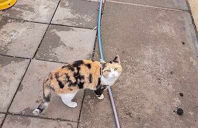 Adopții pisici în Bucuresti