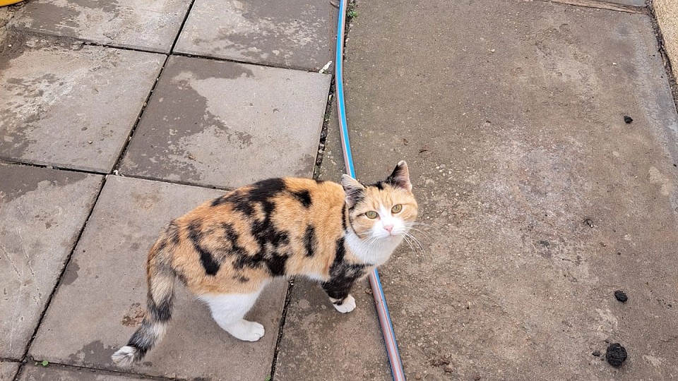 Adopții pisici în Bucuresti