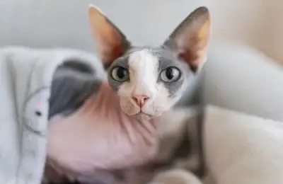 6 Cat Breeds That Are Perfect for Small Apartments