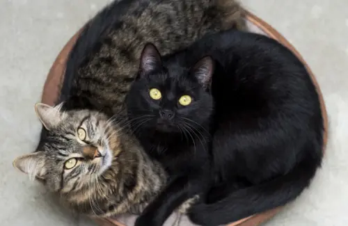 Pisicile – îngerii moi ai caselor noastre