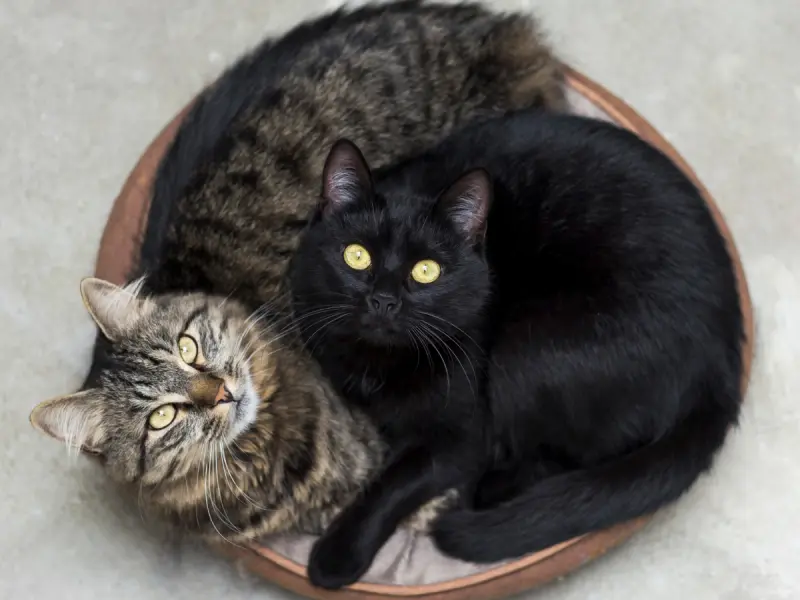 Pisicile – îngerii moi ai caselor noastre