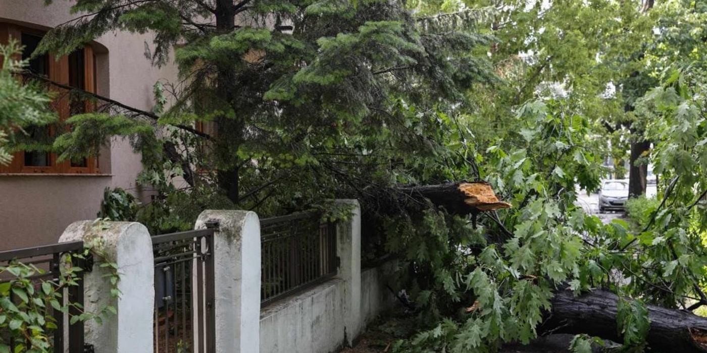 Zeci de copaci căzuți în București, vineri dimineață, după o vijelie. Capitala s-a aflat două ore sub alertă meteo de furtună