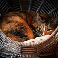 Casa și pisicile: universul intim în care timpul se oprește