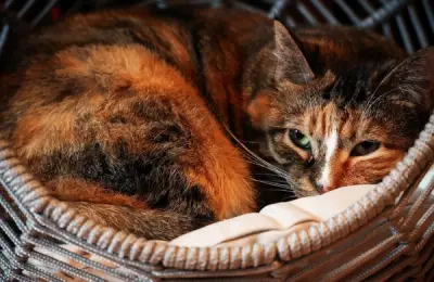 Casa și pisicile: universul intim în care timpul se oprește