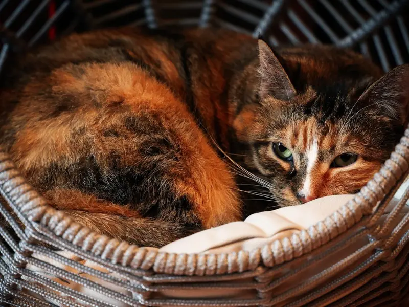 Casa și pisicile: universul intim în care timpul se oprește