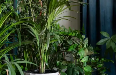Ornamental Plants That Purify Air in Your Home