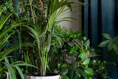 Plante ornamentale care purifică aerul în locuință