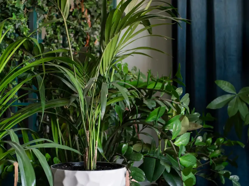 Plante ornamentale care purifică aerul în locuință