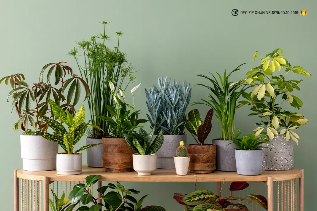 Idei creative pentru decorarea casei tale cu plante