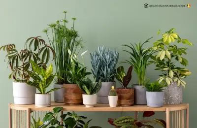 Creative Ideas for Decorating Your Home with Plants