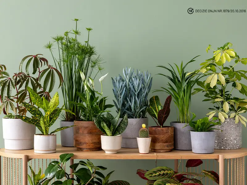 Idei creative pentru decorarea casei tale cu plante