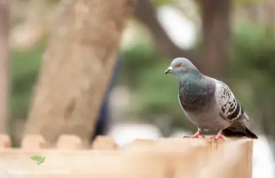 Belgasol for Pigeons and Other Pigeon Products Available Online