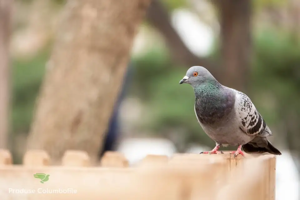 Belgasol for Pigeons and Other Pigeon Products Available Online