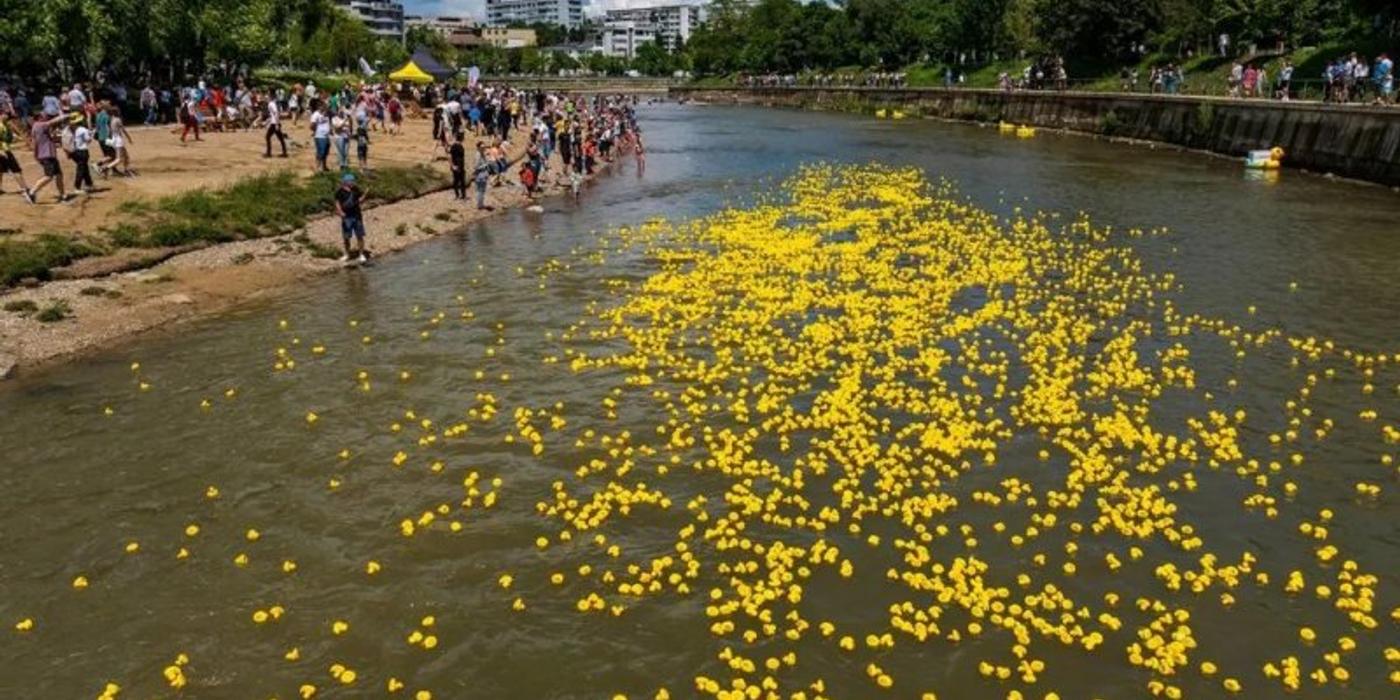 Spectacol pe Someș: 25.000 de rățuște pornesc în cursa binelui pe 1 Iunie!