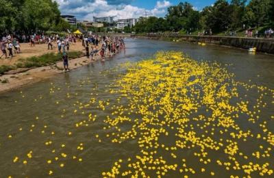 Spectacol pe Someș: 25.000 de rățuște pornesc în cursa binelui pe 1 Iunie!