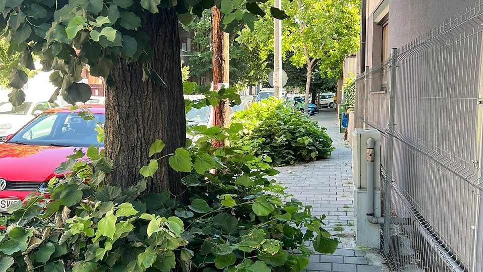 Trotuare impracticabile în Sectorul 2: „Mai mult sari decât mergi” pe o stradă invadată de buruieni